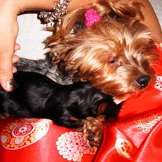 Yorkshire terrier Daisy Doll