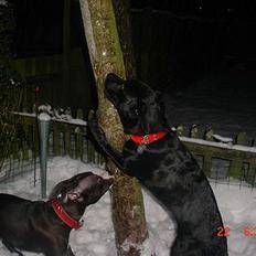 Labrador retriever chiva