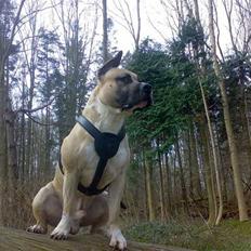 Amerikansk staffordshire terrier Eddie (2005-2018)