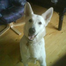 Hvid schæfer bella R.I.P