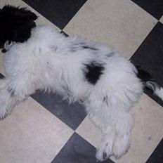 Schapendoes Phillip Marlowe