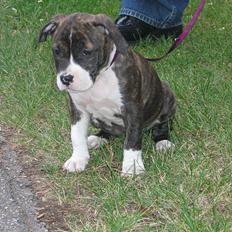 Amerikansk staffordshire terrier Caia