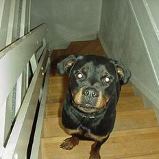 Rottweiler Dax - *RIP* :ó(