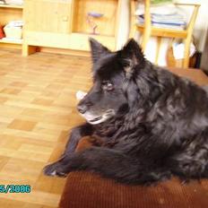 Blanding af racer Trine