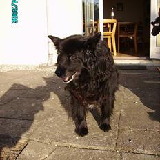 Blanding af racer Trine