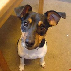 Dansk svensk gaardhund Sigurd