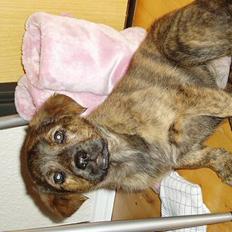 Blanding af racer Tika