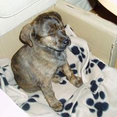 Blanding af racer Tika