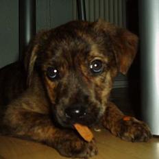 Blanding af racer Tika