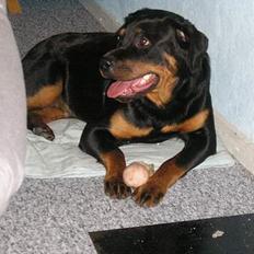 Rottweiler Zanya