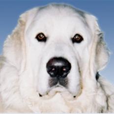 Polski owczarek podhalanski Argos