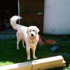 Polski owczarek podhalanski Argos