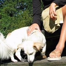 Blanding af racer Maggi