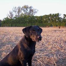 Labrador retriever * R.I.P.* Amy