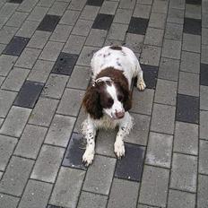 Engelsk springer spaniel Ruger