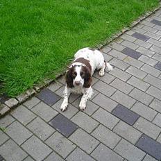 Engelsk springer spaniel Ruger