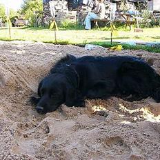 Blanding af racer Smut