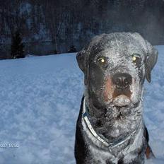 Rottweiler Phoco * Himmelhund 2018 *
