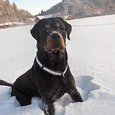 Rottweiler Phoco * Himmelhund 2018 *