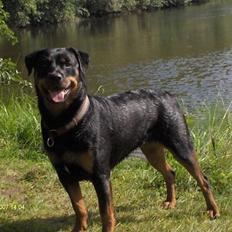 Rottweiler Maja * Himmelhund 2018 *