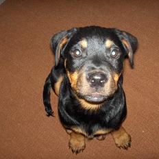 Rottweiler Maja * Himmelhund 2018 *