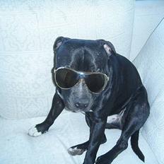 Staffordshire bull terrier Dirty