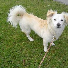 Blanding af racer Maggi