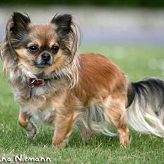 Chihuahua Chili *RIP*