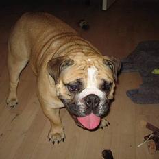 Engelsk bulldog Bertha