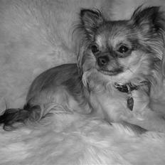 Chihuahua Chili *RIP*