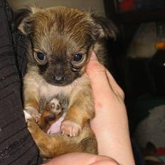Chihuahua Chili *RIP*
