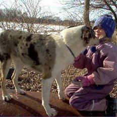 Collie korthåret Zeppo. nu i hundehimlen