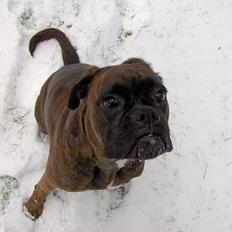 Boxer Dolce