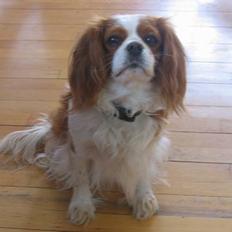 Cavalier king charles spaniel Frida