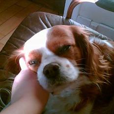 Cavalier king charles spaniel Frida