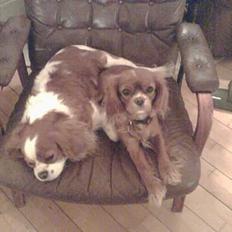 Cavalier king charles spaniel Frida