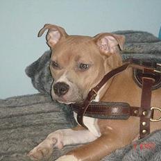 Amerikansk staffordshire terrier Nala. født 18/5-2005