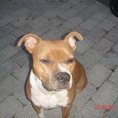 Amerikansk staffordshire terrier Nala. født 18/5-2005