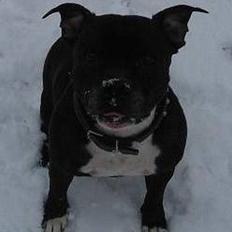 Staffordshire bull terrier Zar.     født 20/7-1997