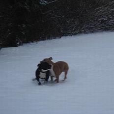 Staffordshire bull terrier Zar.     født 20/7-1997