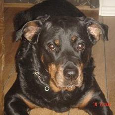 Rottweiler Cherrie.  født 22/12-1998