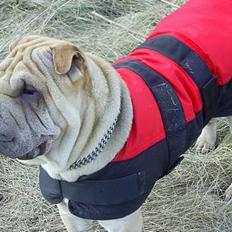 Shar pei Mischa von Moisen*R.I.P.*