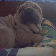 Shar pei Mischa von Moisen*R.I.P.*