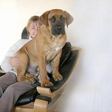 Boerboel Cozy død 11/7-06