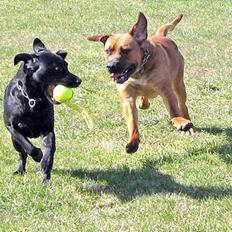 Boerboel Cozy død 11/7-06
