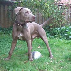 Amerikansk staffordshire terrier Cody