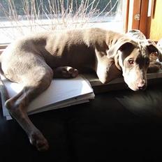 Amerikansk staffordshire terrier Cody