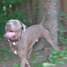 Amerikansk staffordshire terrier Cody