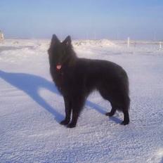 Groenendael De Fait Ami Athena