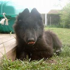 Groenendael De Fait Ami Athena